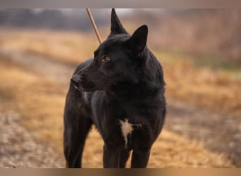 ERIC - freundlicher, neugieriger und gelehriger Rüde sucht Menschen für gemeinsame Abenteuer