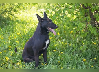 ERIC - freundlicher, neugieriger und gelehriger Rüde sucht Menschen für gemeinsame Abenteuer