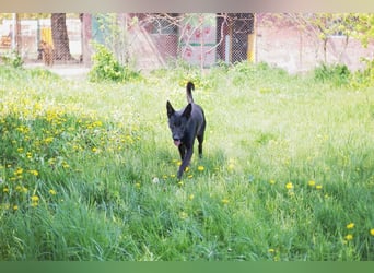 ERIC - freundlicher, neugieriger und gelehriger Rüde sucht Menschen für gemeinsame Abenteuer