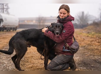 ERIC - freundlicher, neugieriger und gelehriger Rüde sucht Menschen für gemeinsame Abenteuer
