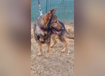 ARAMIS - der fröhliche, anhängliche Rüde freut sich auf eine Familie die ihn liebt und fordert