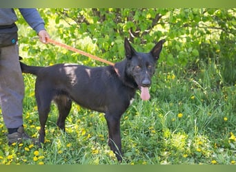 ERIC - freundlicher, neugieriger und gelehriger Rüde sucht Menschen für gemeinsame Abenteuer