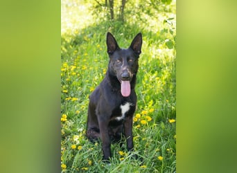 ERIC - freundlicher, neugieriger und gelehriger Rüde sucht Menschen für gemeinsame Abenteuer