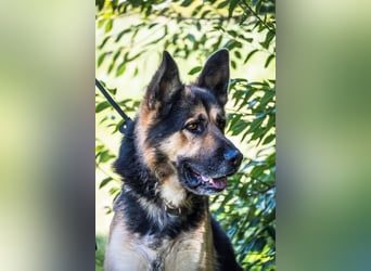 Blacky - verträglich, lieb