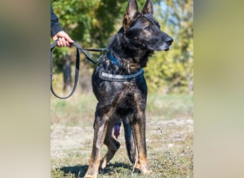 Bendi SI - freundlich, sanft