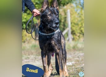 Bendi SI - freundlich, sanft