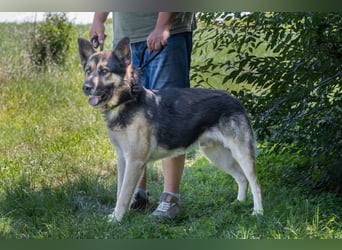 Blacky - verträglich, lieb