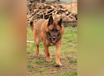 Astra VA - aktiver, verträglicher Autoliebhaber