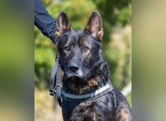 Bendi SI - freundlich, sanft