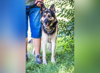 Blacky - verträglich, lieb