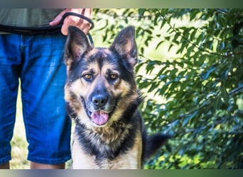 Blacky - verträglich, lieb