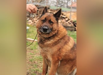 Astra VA - liebt Kinder und Auto fahren