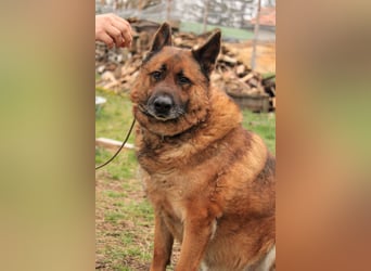 Astra VA - aktiver, verträglicher Autoliebhaber