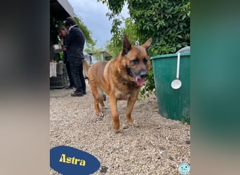 Astra VA - aktiver, verträglicher Autoliebhaber