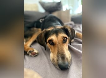 Nemo  - auf Pflegestelle in 71063 Sindelfingen
