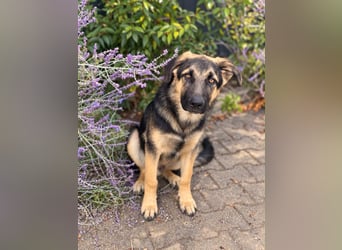 Bruno - auf Pflegestelle in 89079 Ulm