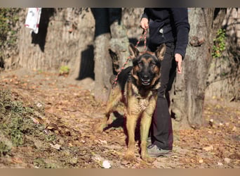 Tino: Ein toller Hund sucht ein neues Zuhause