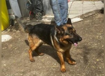 Tino: Ein toller Hund sucht ein neues Zuhause