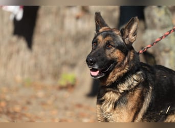 Tino: Ein toller Hund sucht ein neues Zuhause