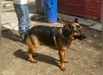 Tino: Ein toller Hund sucht ein neues Zuhause