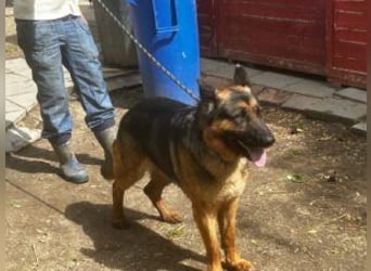 Tino: Ein toller Hund sucht ein neues Zuhause