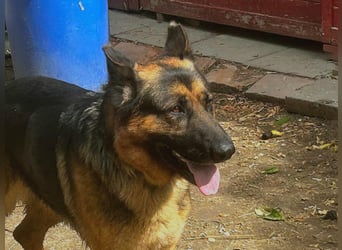 Tino: Ein toller Hund sucht ein neues Zuhause