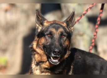 Tino: Ein toller Hund sucht ein neues Zuhause