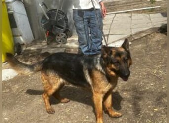 Tino: Ein toller Hund sucht ein neues Zuhause