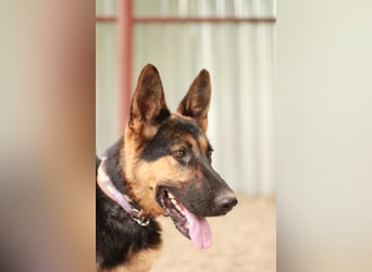 Dorel Stattlicher Schäferhundmix sucht Zuhause mit Rückhalt und Verständnis