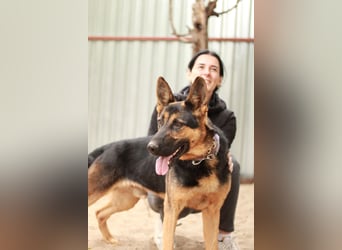 Dorel Stattlicher Schäferhundmix sucht Zuhause mit Rückhalt und Verständnis