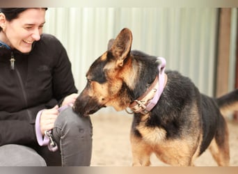 Dorel Stattlicher Schäferhundmix sucht Zuhause mit Rückhalt und Verständnis