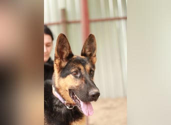 Dorel Stattlicher Schäferhundmix sucht Zuhause mit Rückhalt und Verständnis