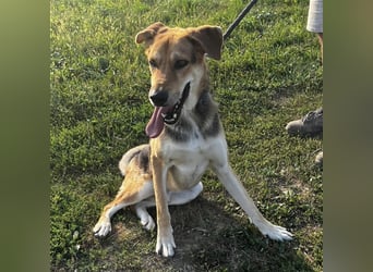 Dinko ein aktiver freundlicher Kerl