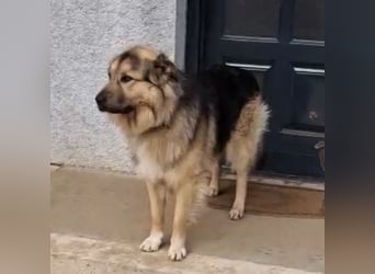 Aron ein gutmütiger großer Bub