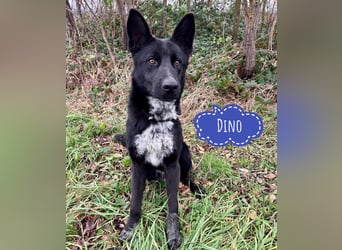 Dino wieder im Tierheim