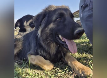 Tarja ein sanfte große Hündin