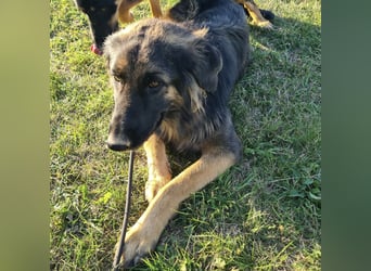 Tarja ein sanfte große Hündin