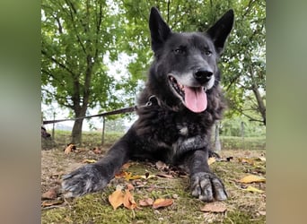 Woolfie ein wundervoller hinter Gittern