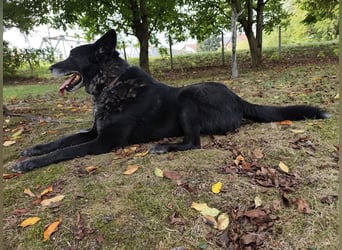 Woolfie ein wundervoller hinter Gittern