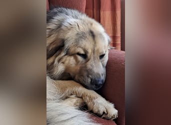 Aron ein gutmütiger großer Bub