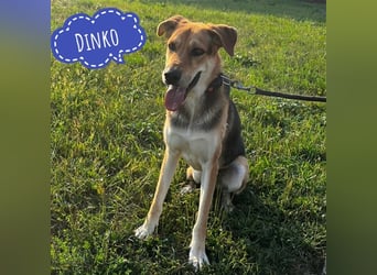 Dinko ein aktiver freundlicher Kerl