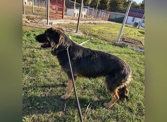 Tarja ein sanfte große Hündin