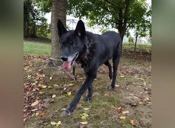 Woolfie ein wundervoller hinter Gittern