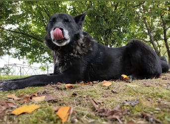 Woolfie ein wundervoller hinter Gittern