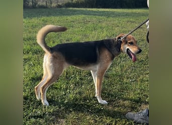 Dinko ein aktiver freundlicher Kerl