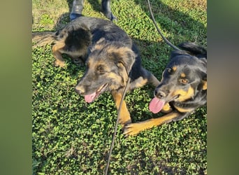 Tarja ein sanfte große Hündin