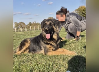 Tarja ein sanfte große Hündin