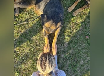 Tarja ein sanfte große Hündin