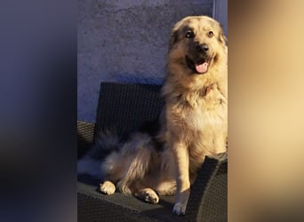 Aron ein gutmütiger großer Bub