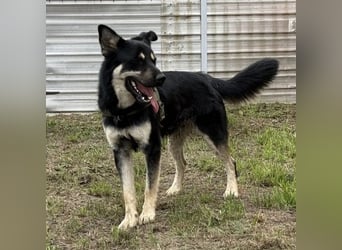 Rocky ein schlauer Kerl